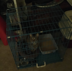 Marvin in his cage