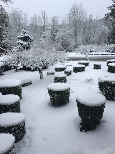 the march of the snow-capped bushes