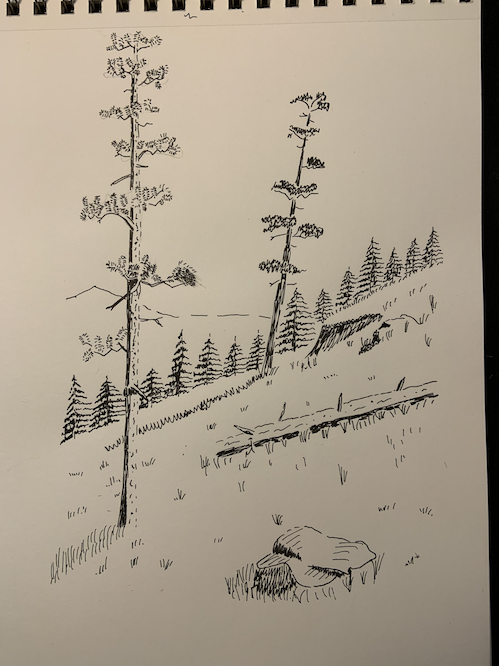 Drawing of trees on a hill