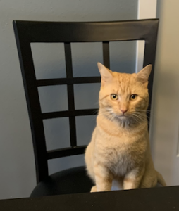 Orange tabby cat on a chair